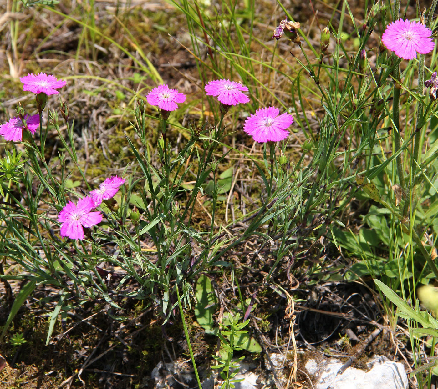 Изображение особи Dianthus versicolor.