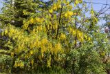 Laburnum anagyroides. Крона цветущего дерева. Грузия, Тбилиси, парк Мтацминда, выс. 790 м н.у.м., в культуре. 13.05.2017.