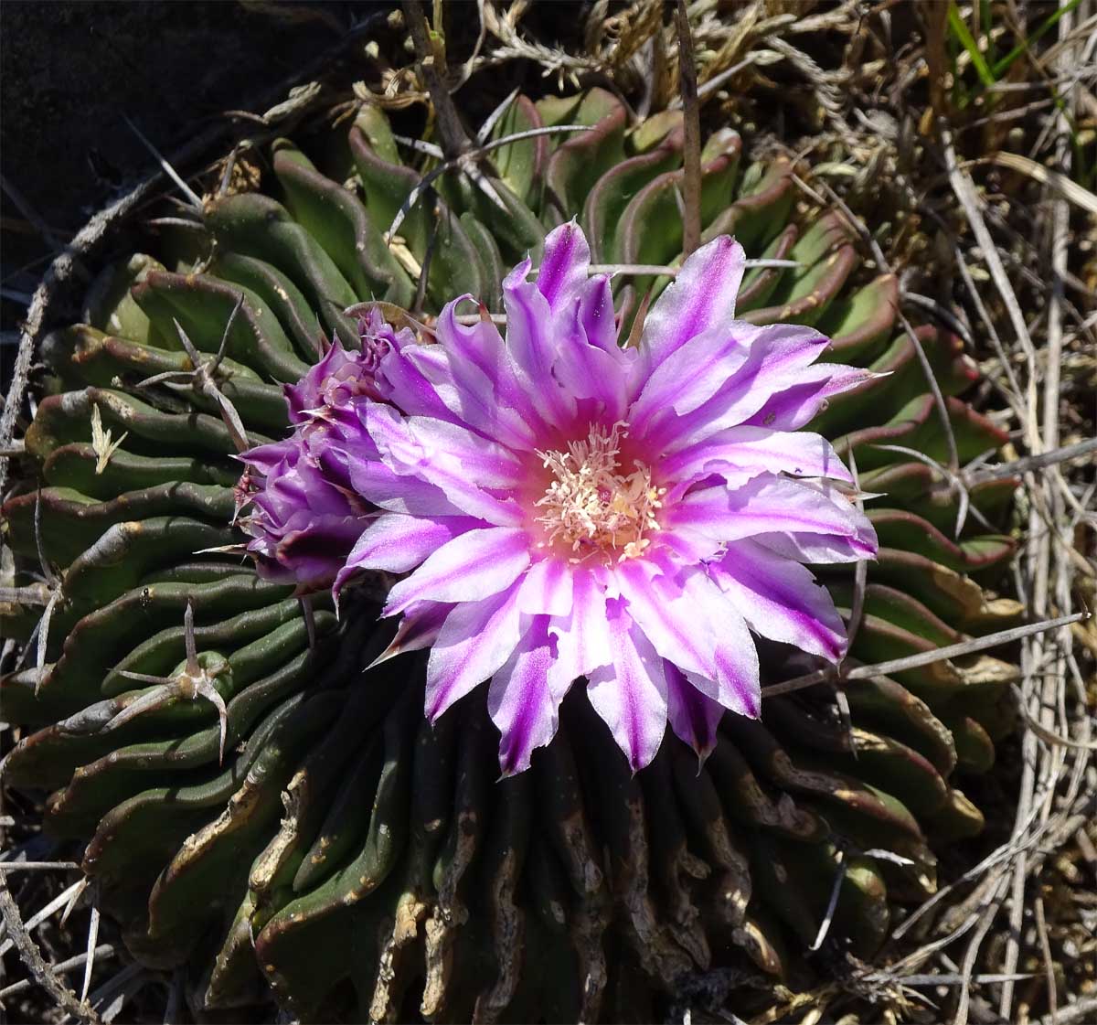 Image of Echinofossulocactus multicostatus specimen.