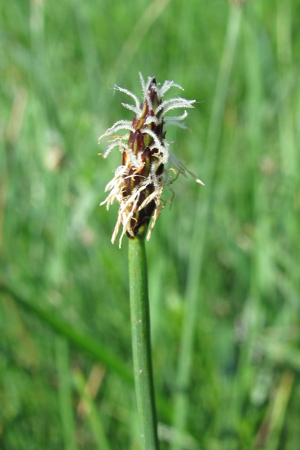 Изображение особи Eleocharis uniglumis.