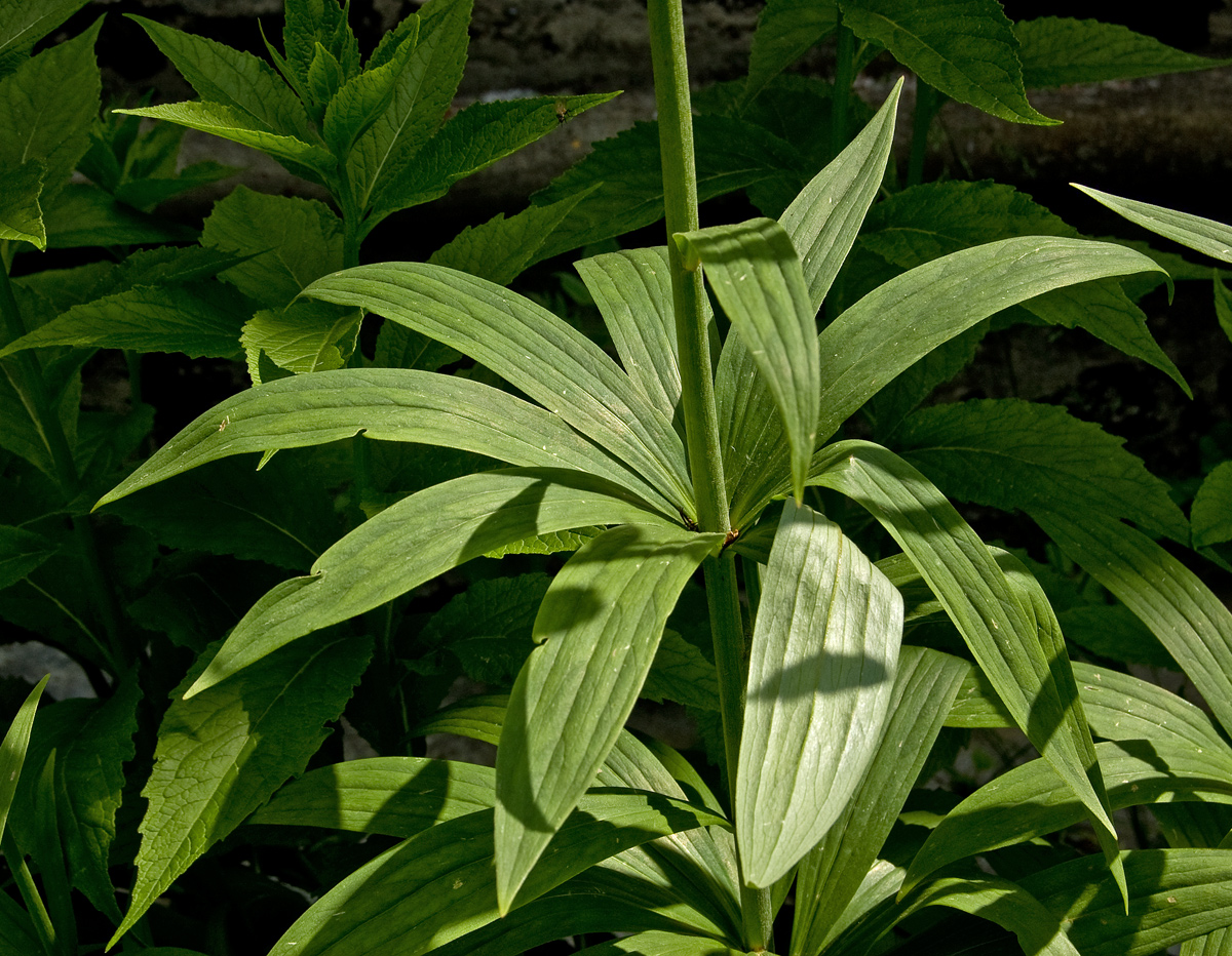 Image of Lilium pilosiusculum specimen.