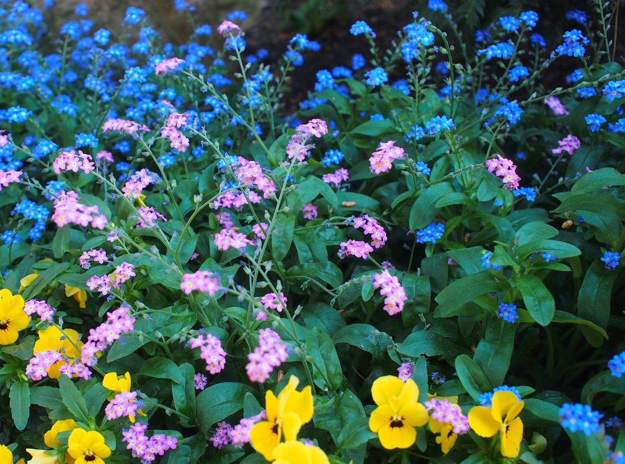 Image of genus Myosotis specimen.