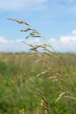 Festuca arundinacea. Соцветие. Ленинградская обл., Гатчинский р-н, окр. дер. Замостье, суходольный луг. 14.07.2018.