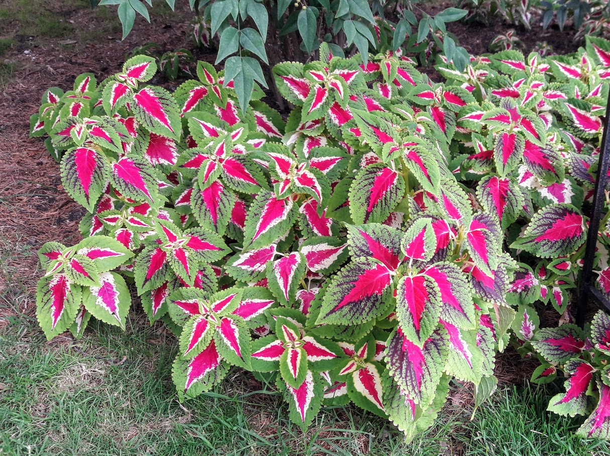 Image of Coleus scutellarioides specimen.