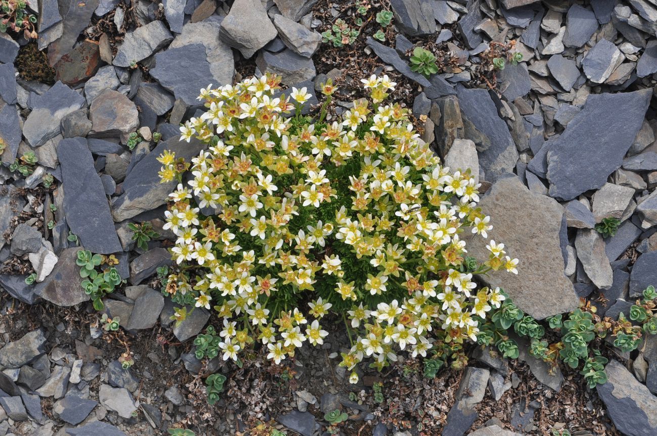 Image of genus Saxifraga specimen.