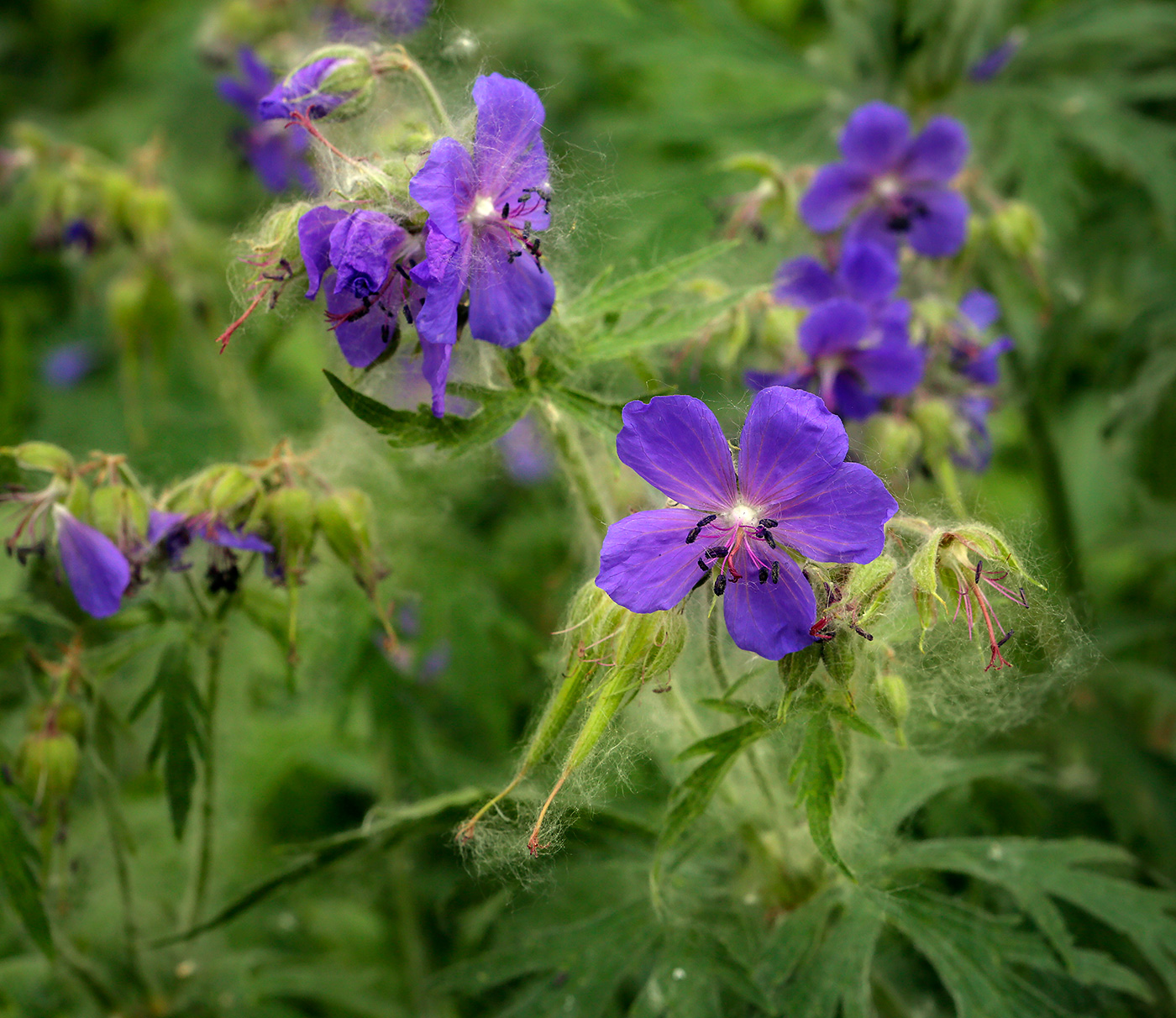 Изображение особи Geranium pratense.