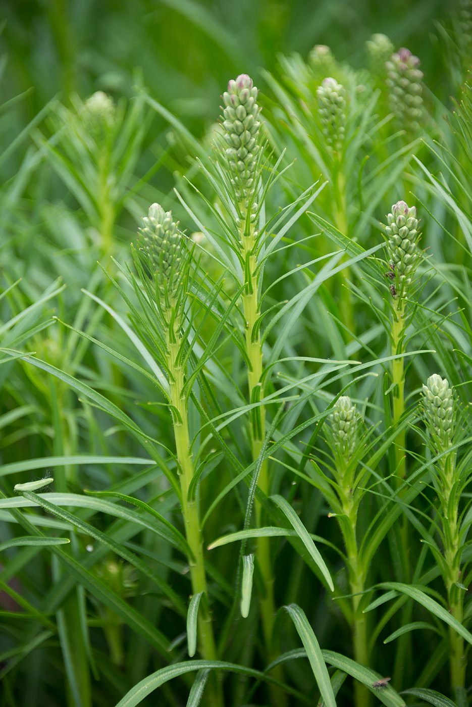 Image of Liatris spicata specimen.