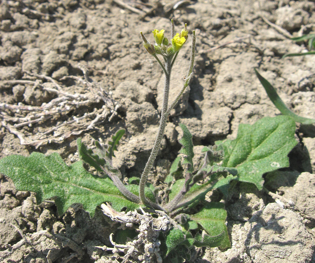 Image of Arabidopsis pumila specimen.