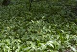 Смотреть изображение Allium ursinum