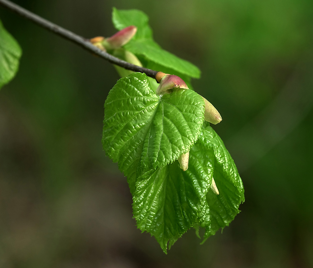 Изображение особи Tilia cordata.