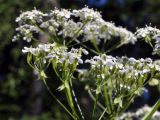 Anthriscus sylvestris. Верхушка побега с соцветием и зреющими плодами. Алтайский край, Змеиногорский р-н, с. Белорецк. 24 июня 2010 г.