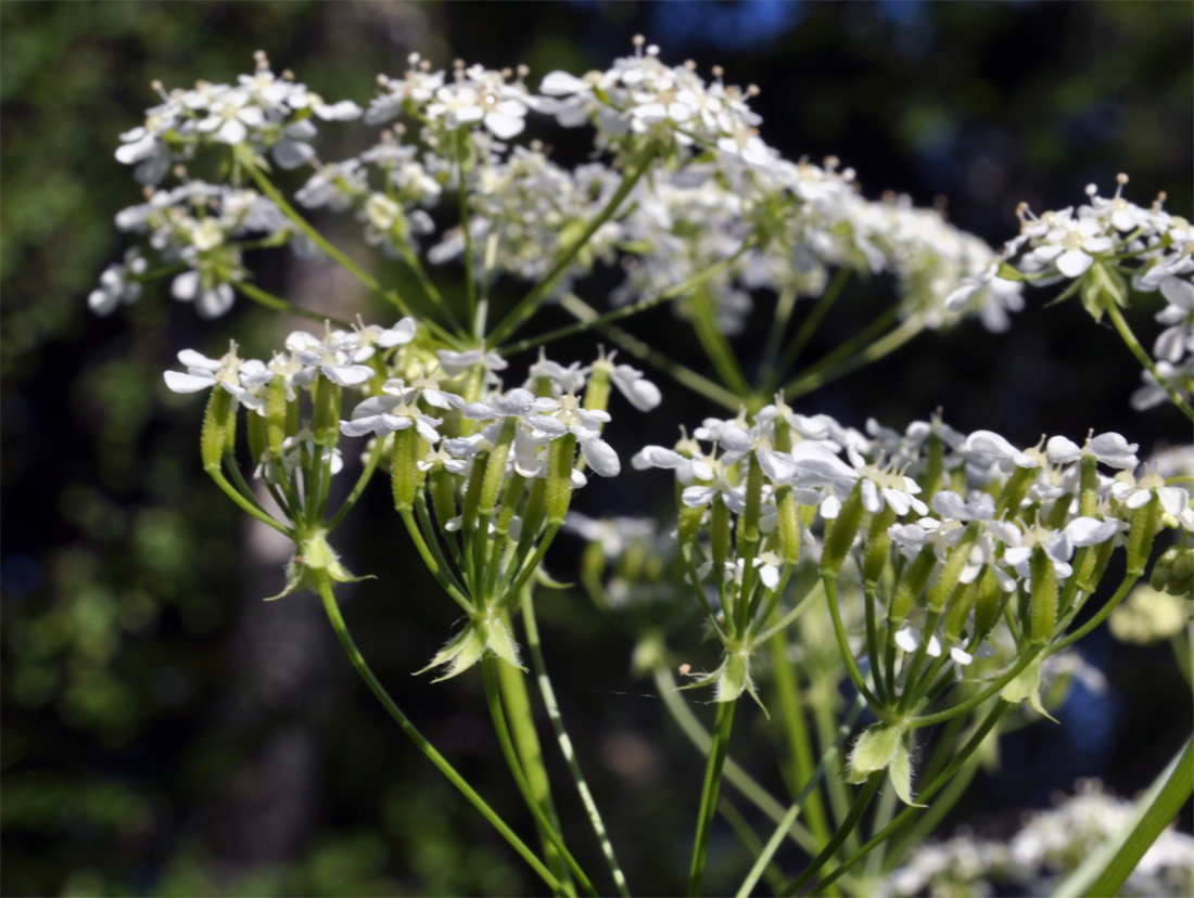 Изображение особи Anthriscus sylvestris.