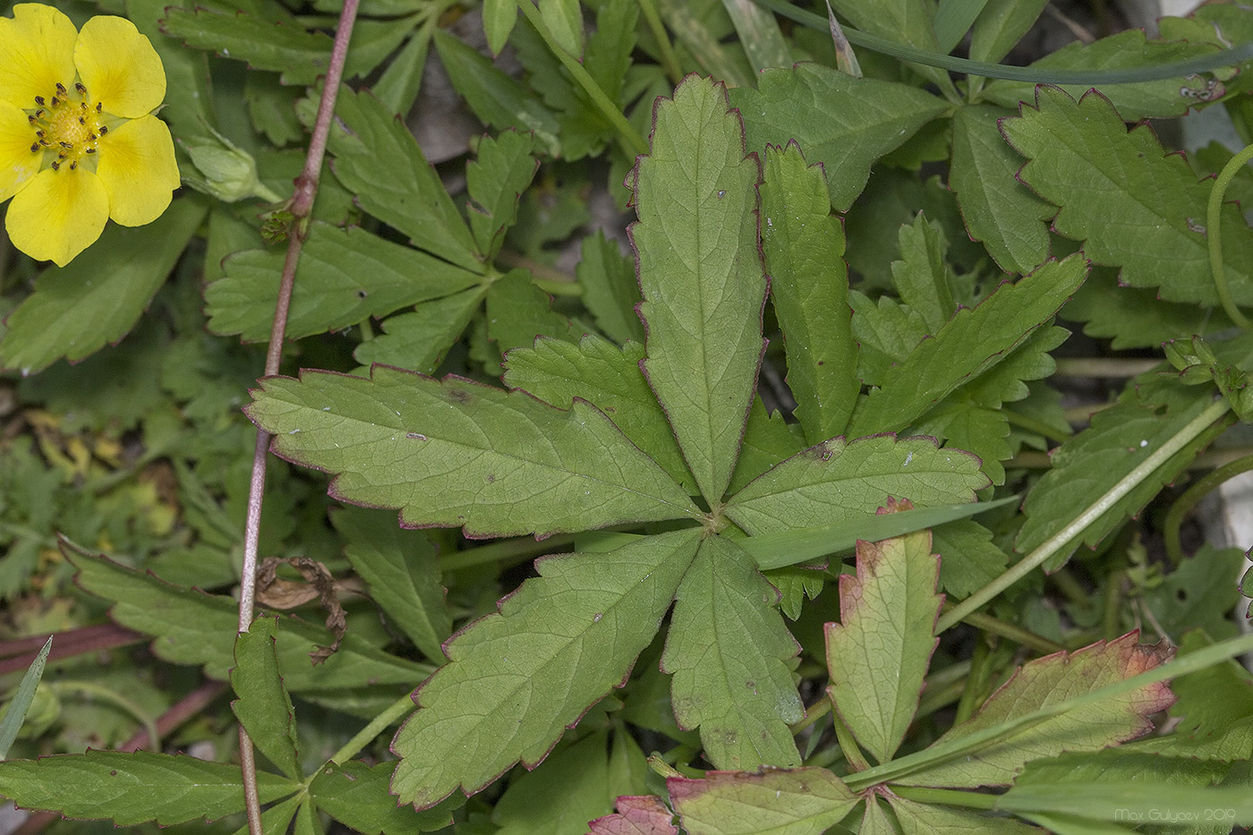 Image of Potentilla reptans specimen.