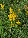 genus Genista. Верхушка цветущего растения. Сербия, национальный парк Тара, плоскогорье Равна Тара, луг. 08.07.2019.