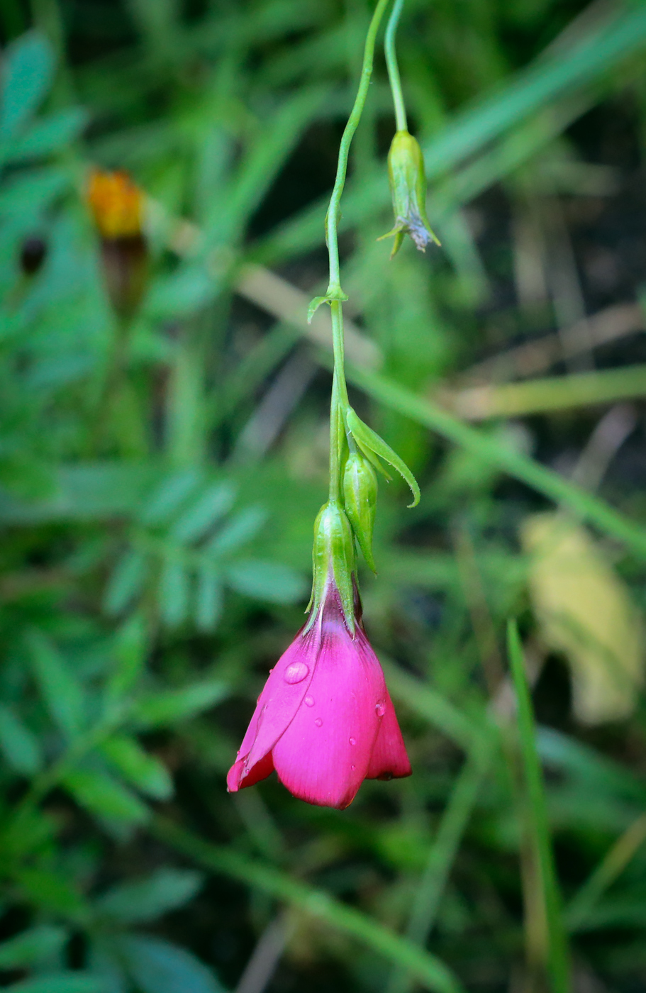 Image of Linum grandiflorum specimen.