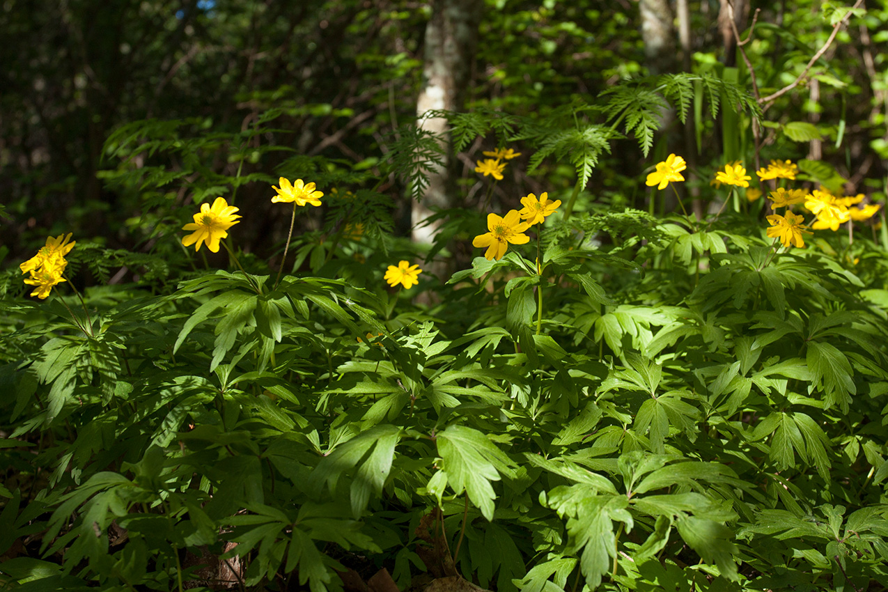 Image of Anemone ranunculoides specimen.