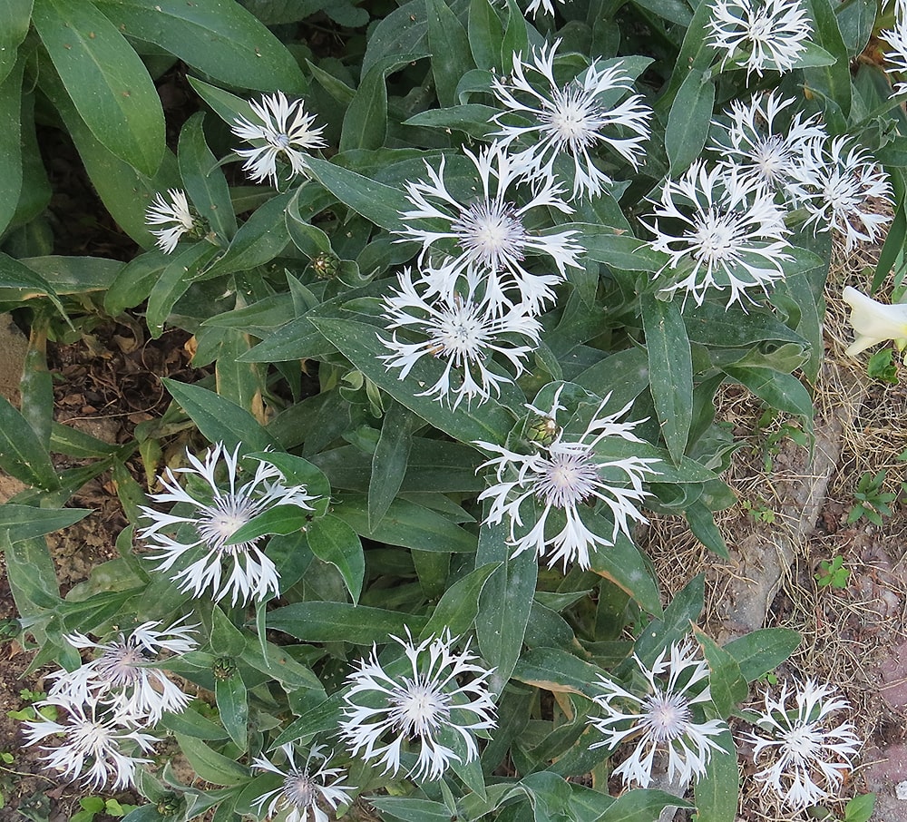 Image of Centaurea montana specimen.