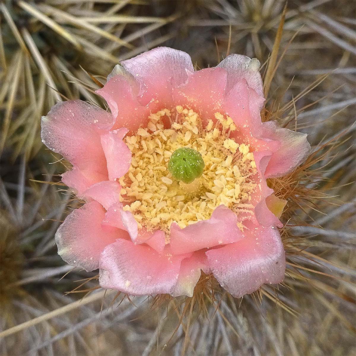 Image of Miqueliopuntia miquelii specimen.