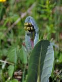 Ligularia altaica. Верхушка растения с развивающимся соцветием. Алтай, Шебалинский р-н, окр. с. Шебалино, луг. 10.06.2019.