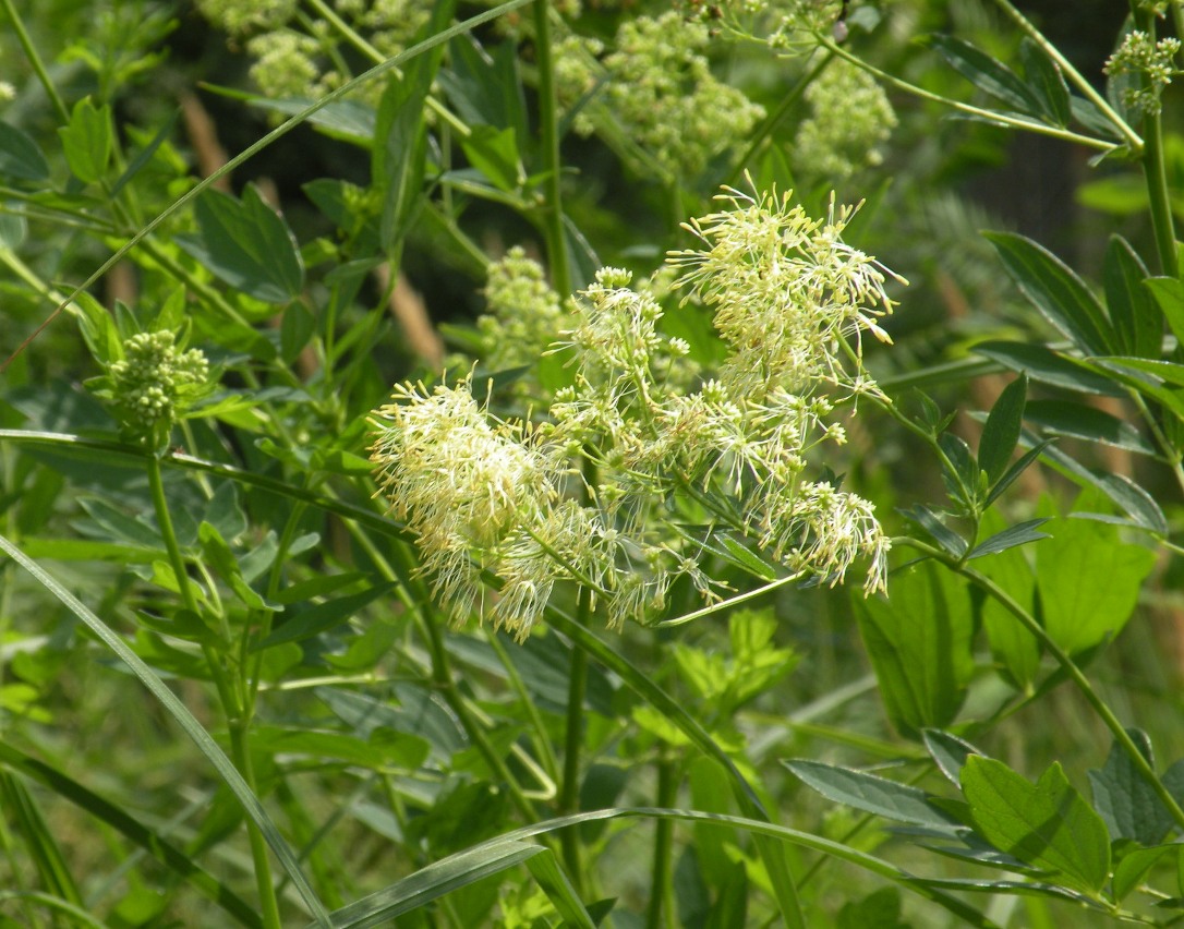 Изображение особи Thalictrum flavum.