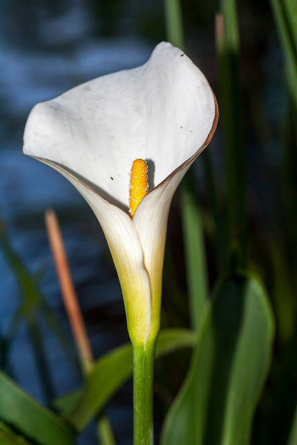 Image of Zantedeschia aethiopica specimen.