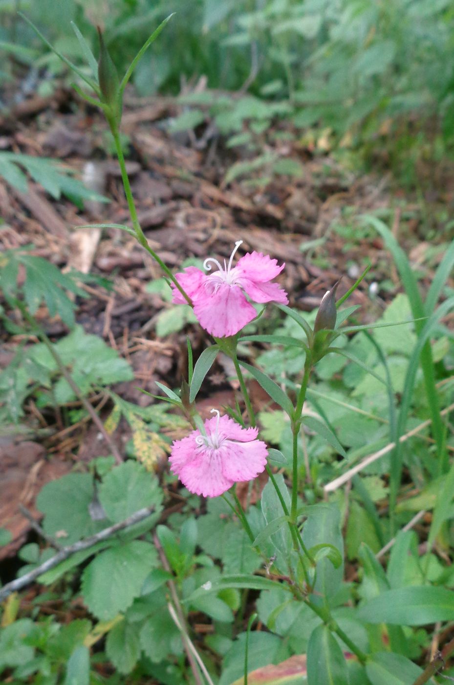 Image of Dianthus barbatus specimen.