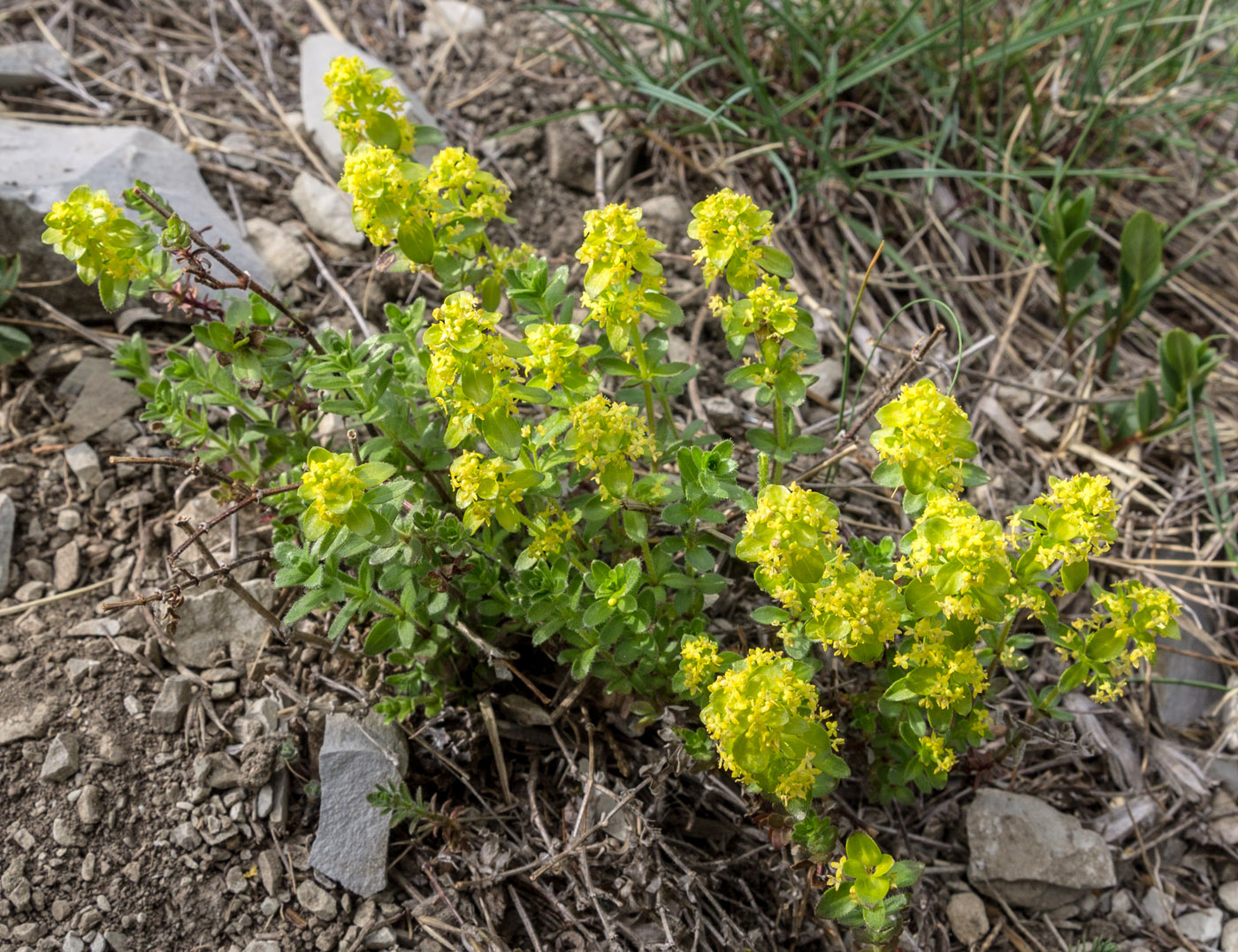 Изображение особи род Cruciata.