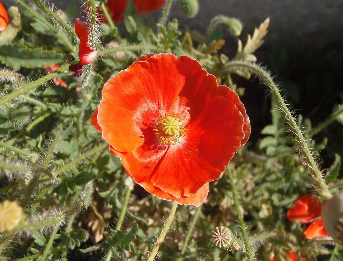 Image of Papaver rhoeas specimen.