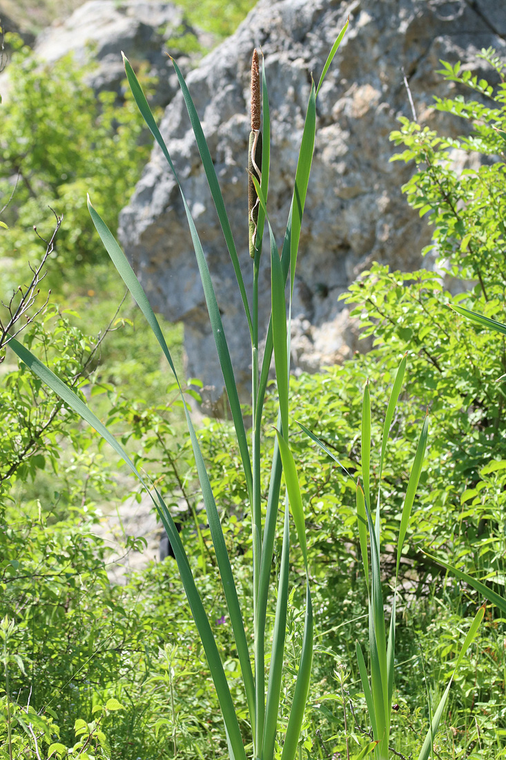 Image of genus Typha specimen.