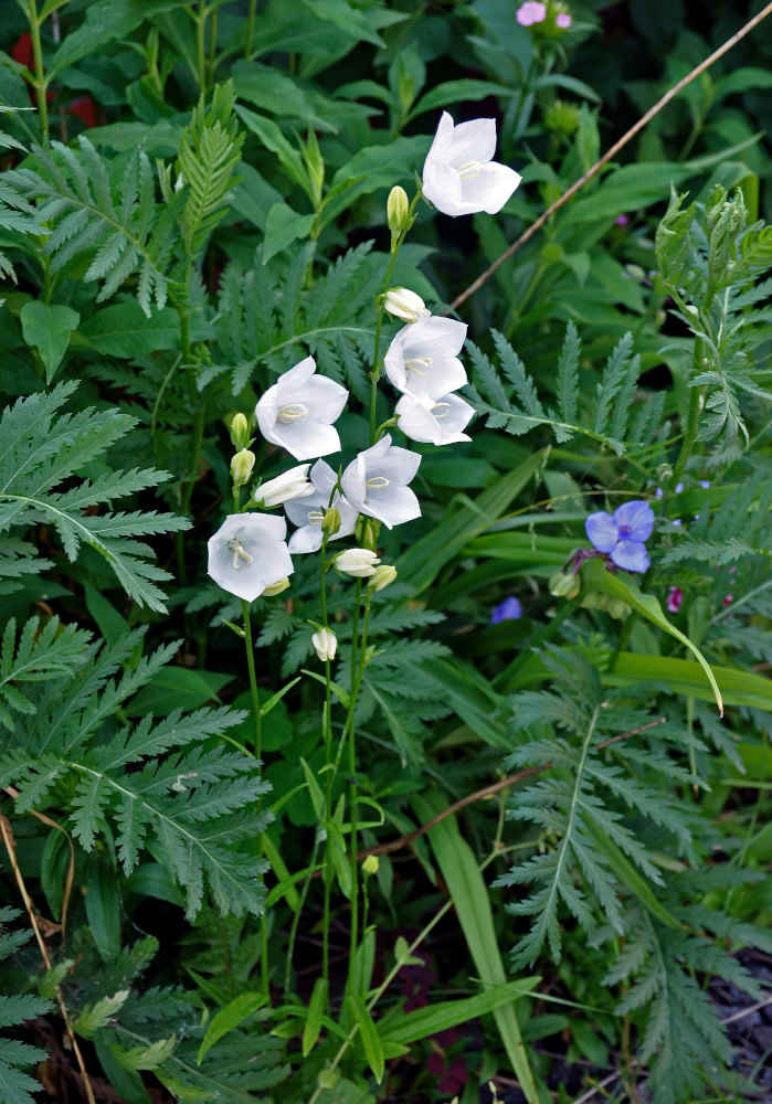 Image of Campanula persicifolia specimen.