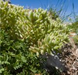 genus Sedum. Побеги. Краснодарский край, Апшеронский р-н, гора Черногор, платообразная вершина, ≈ 1750 м н.у.м., в расщелине скалы. 27.06.2020.