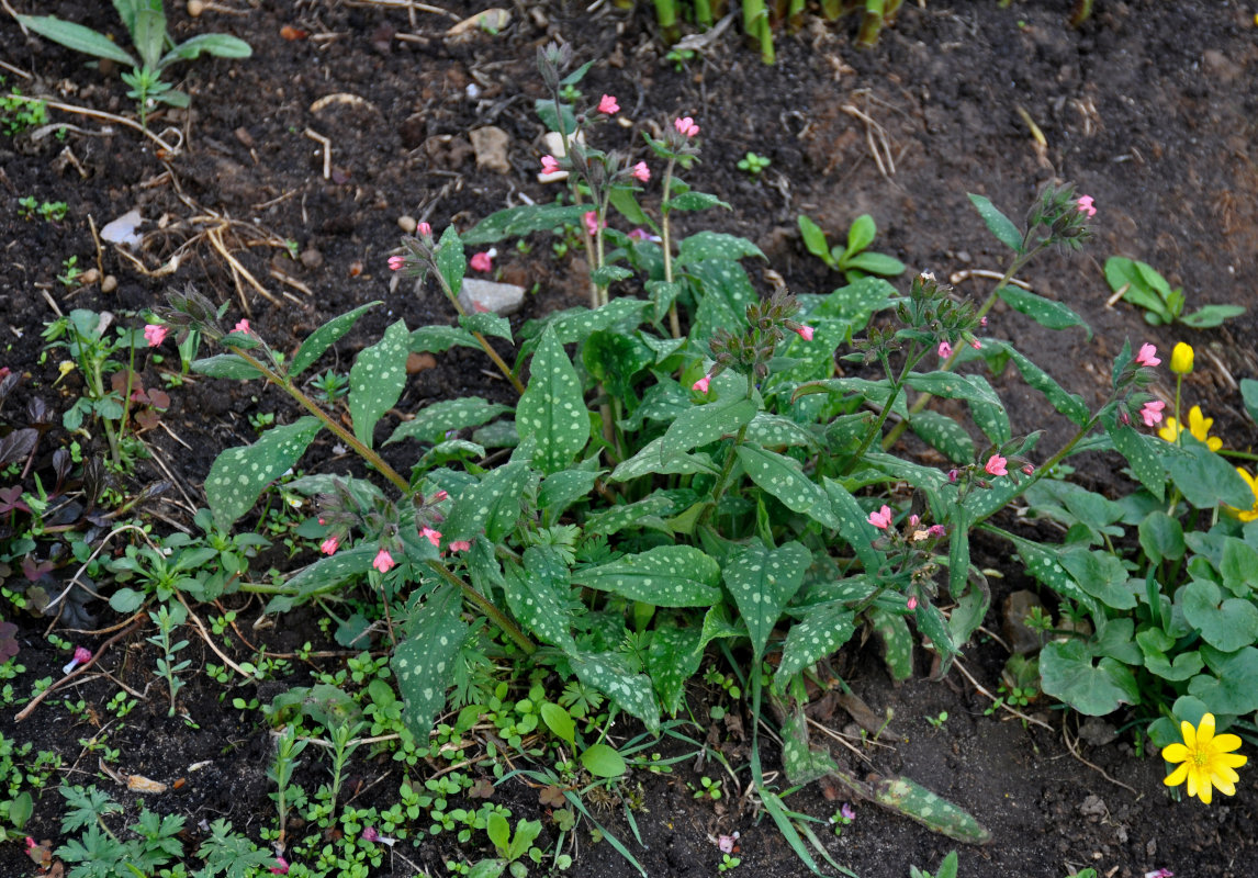 Изображение особи Pulmonaria saccharata.