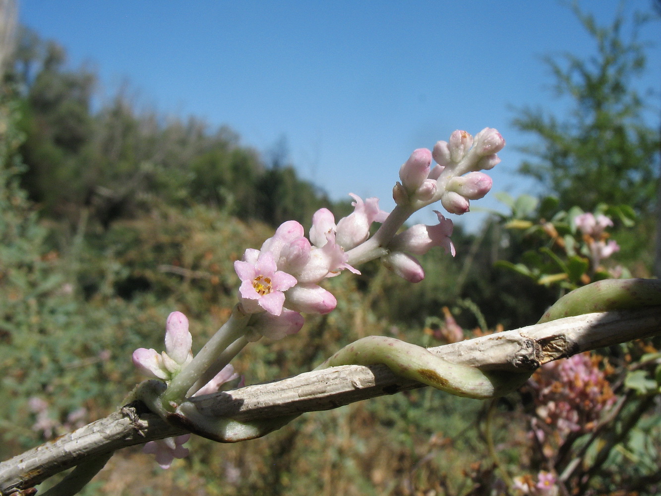 Изображение особи Cuscuta lehmanniana.