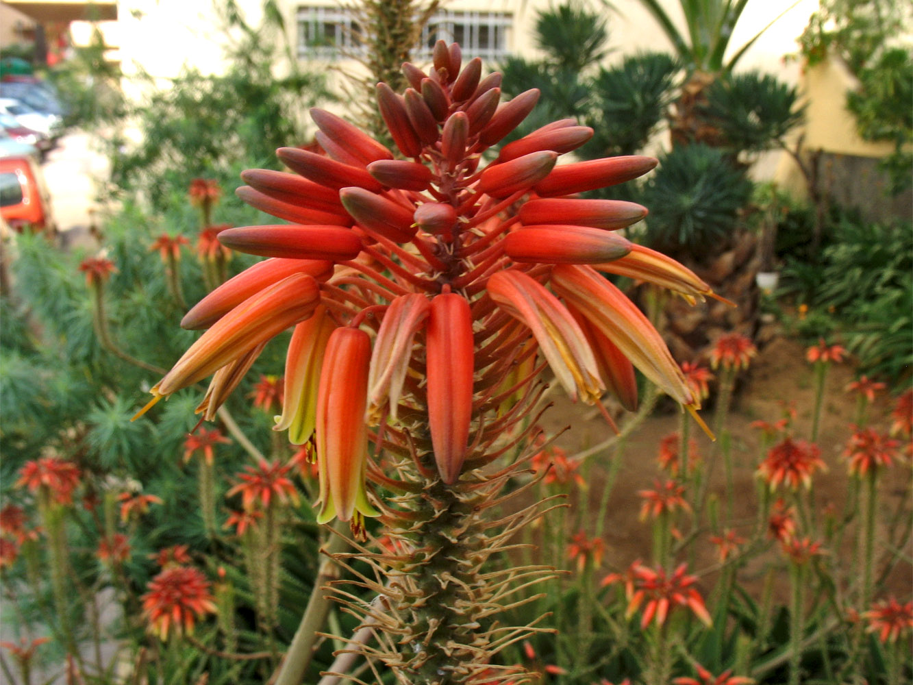 Image of genus Aloe specimen.