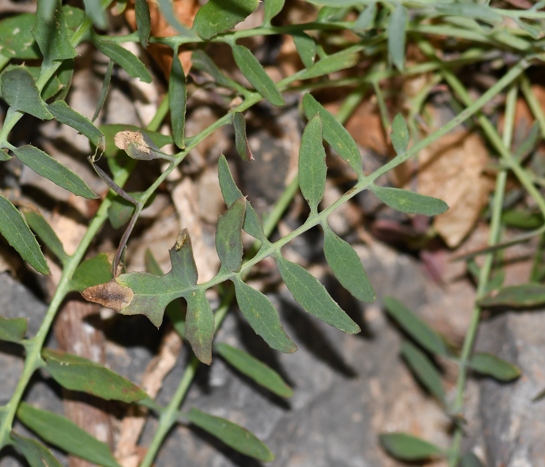 Image of Sonchus tenerrimus specimen.