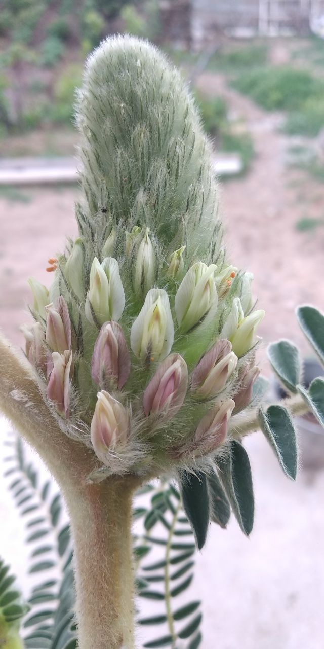 Image of Astragalus alopecias specimen.