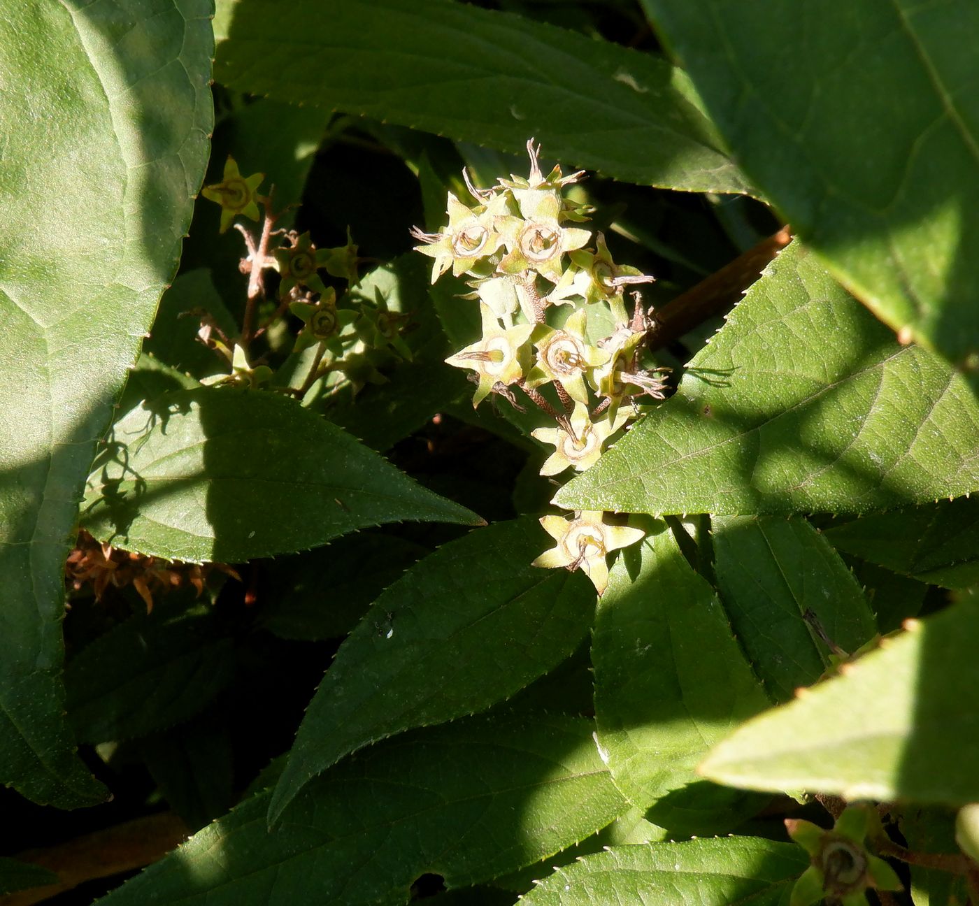 Image of genus Deutzia specimen.