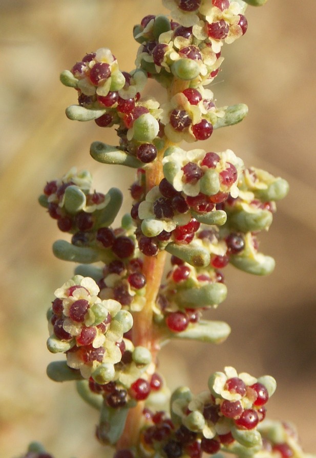 Изображение особи Salsola foliosa.