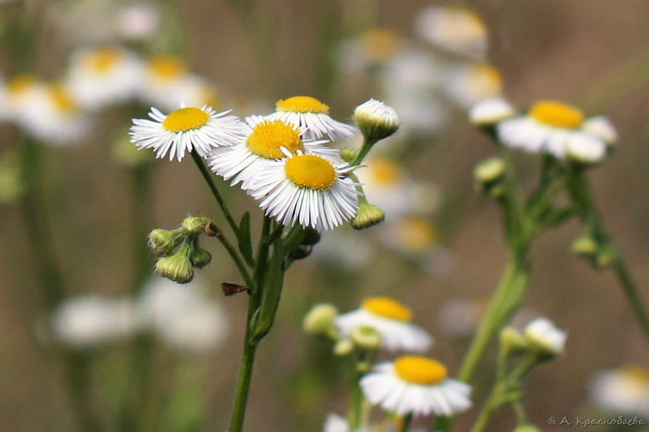 Image of Erigeron strigosus specimen.