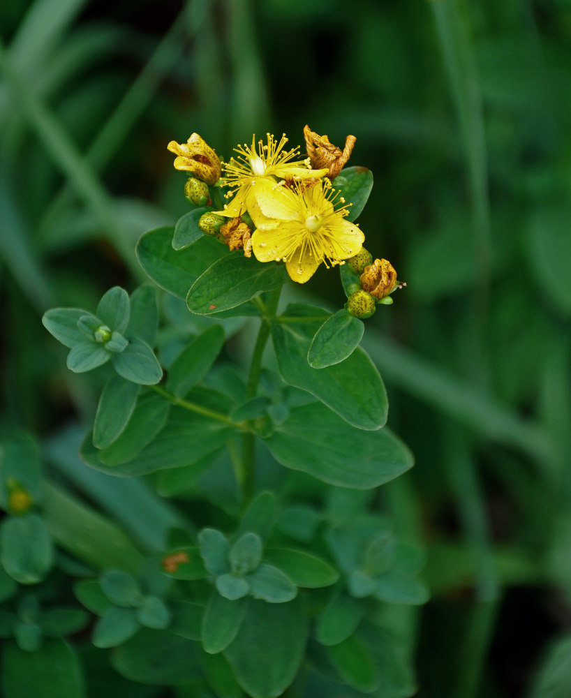 Image of Hypericum maculatum specimen.