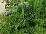 genus Pulsatilla. Цветущее растение. Донецк, бот. сад. 01.05.2019.