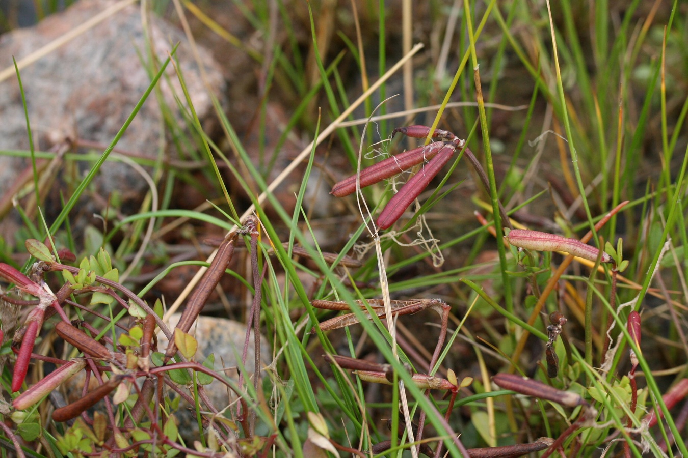 Image of Lotus ruprechtii specimen.