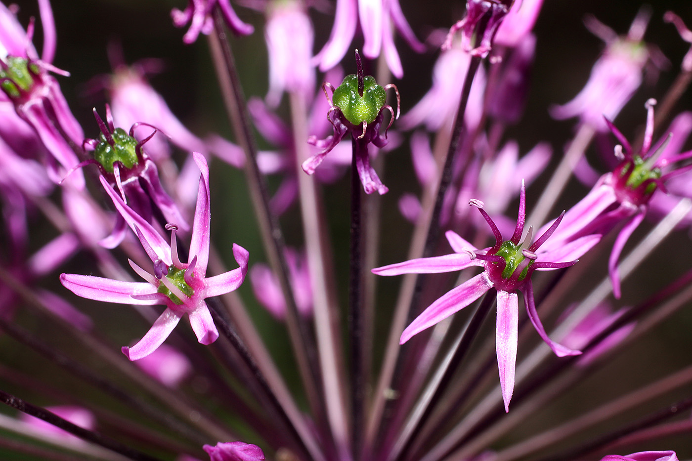 Image of Allium sarawschanicum specimen.