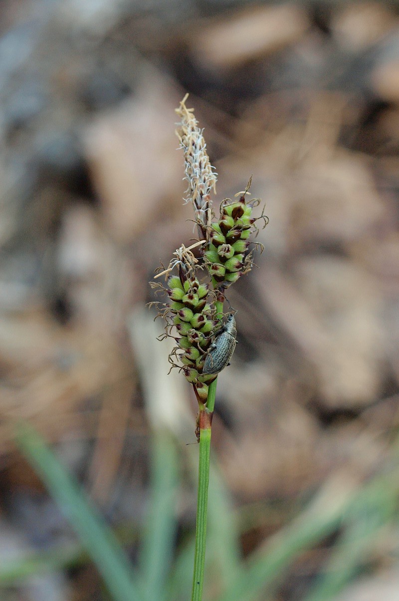 Image of Carex ericetorum specimen.