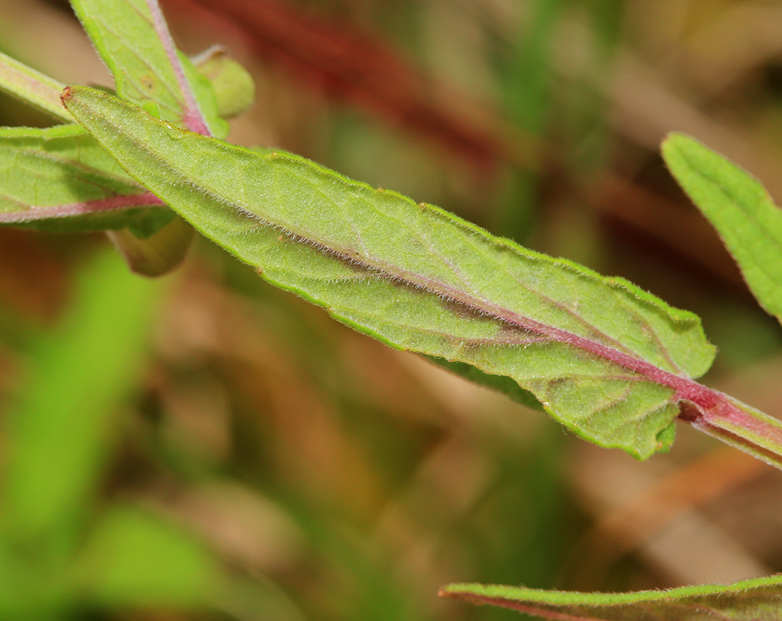 Image of Scutellaria regeliana specimen.