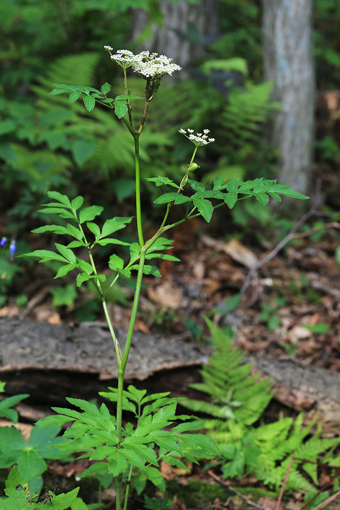 Image of Angelica czernaevia specimen.