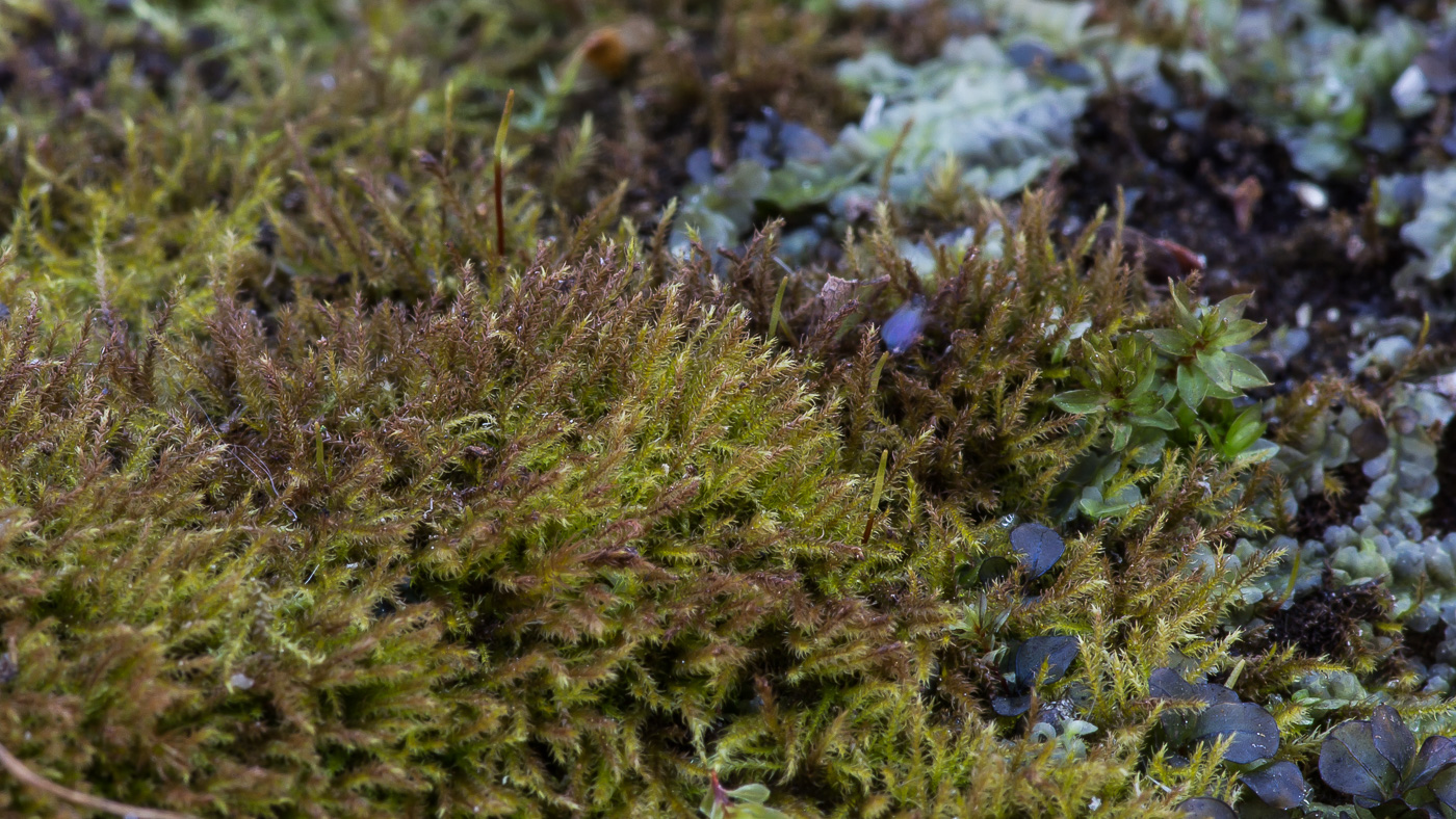 Image of class Bryopsida specimen.