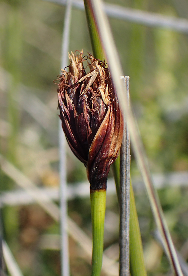 Image of genus Juncus specimen.