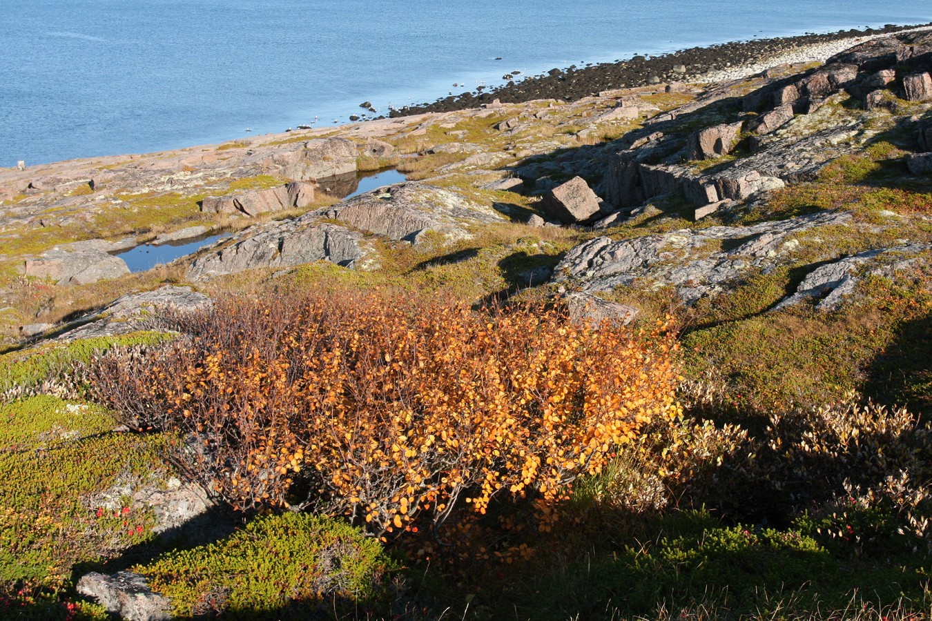 Image of Betula czerepanovii specimen.