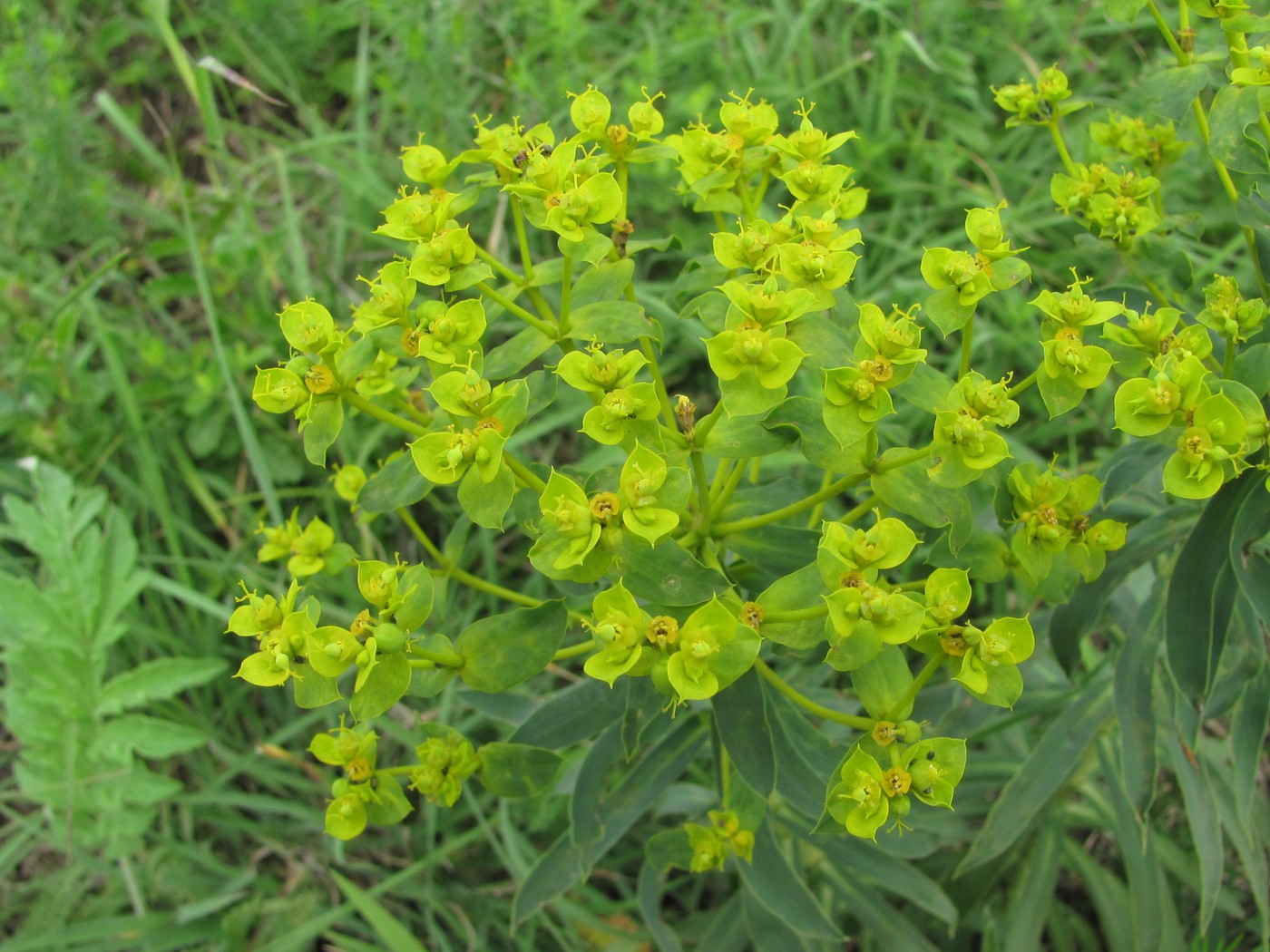 Изображение особи Euphorbia seguieriana.